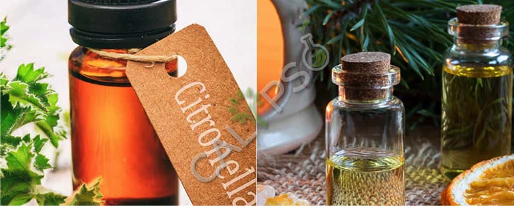 Citronella Natural Oil Java